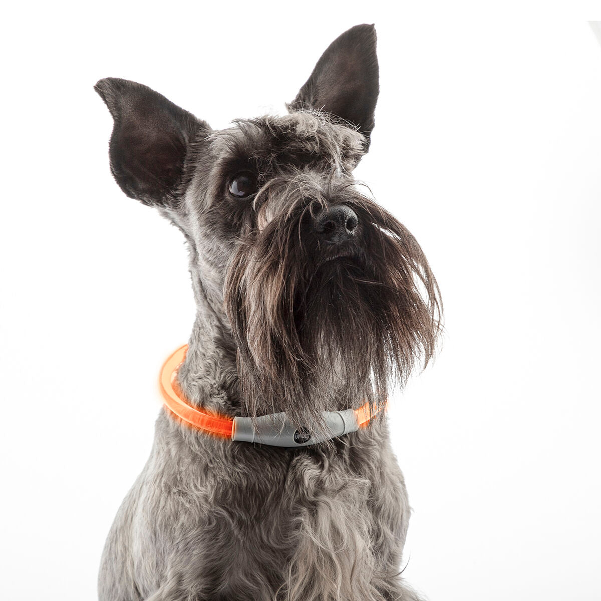 LED Collar for Pets Petlux InnovaGoods